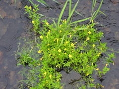 Gratiola aurea