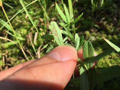 Caloptilia hypericella