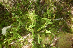 Veronica vernicosa