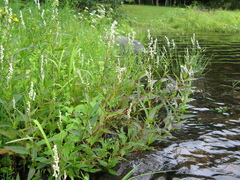Persicaria robustior