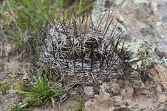 Echinofossulocactus arrigens