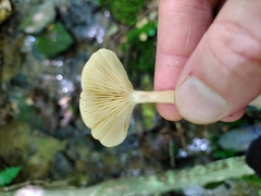 Lactarius griseus