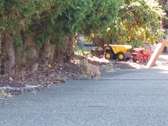 Sylvilagus floridanus