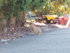 Sylvilagus floridanus