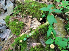 Lactarius griseus
