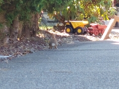 Sylvilagus floridanus