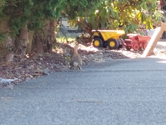 Sylvilagus floridanus