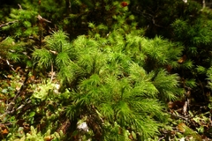 Dendroligotrichum tongariroense