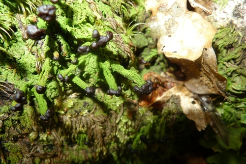 Metus conglomeratus image