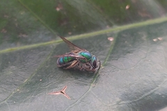 Pseudaugochlora