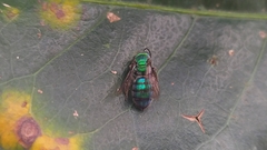 Pseudaugochlora
