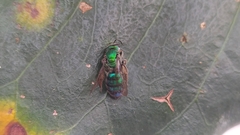 Pseudaugochlora