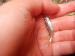 Pimephales notatus