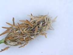 Eleocharis macrostachya