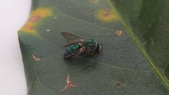 Pseudaugochlora