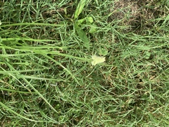 Cyperus sesquiflorus