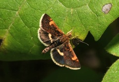 Pyrausta obfuscata