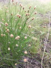 Eleocharis macrostachya