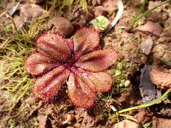 Drosera rosulata
