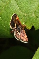 Pyrausta obfuscata