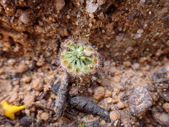Drosera miniata