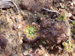 Drosera miniata
