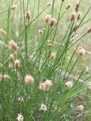 Eleocharis macrostachya