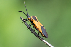 Sephina
