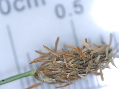 Eleocharis macrostachya