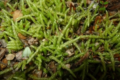 Acrocladium chlamydophyllum