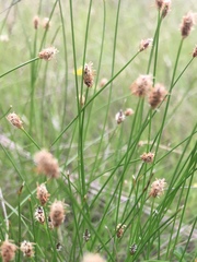 Eleocharis macrostachya