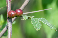 Bursera palmeri