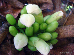 Tecomanthe speciosa