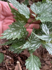 Lamium galeobdolon flavidum