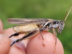 Melanoplus packardii