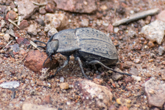 Pelecyphorus fallax