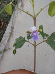 Vitex mollis