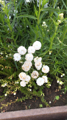 photo of Sneezewort (Achillea ptarmica)