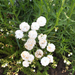 photo of Sneezewort (Achillea ptarmica)