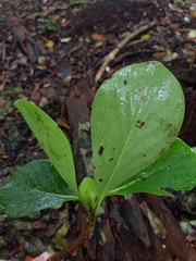 Cosmibuena macrocarpa