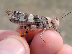 Trimerotropis latifasciata