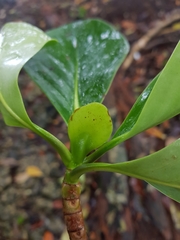 Cosmibuena macrocarpa