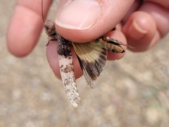 Trimerotropis latifasciata