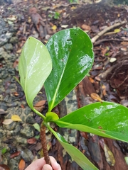 Cosmibuena macrocarpa