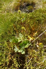 Ranunculus verticillatus
