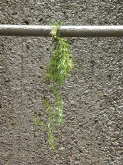 Ceratophyllum submersum