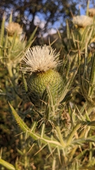 Cirsium odontolepis