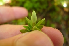 Veronica vernicosa