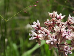 Asclepias otarioides