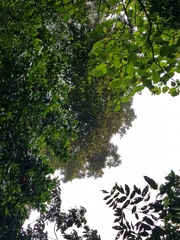 Manilkara spectabilis